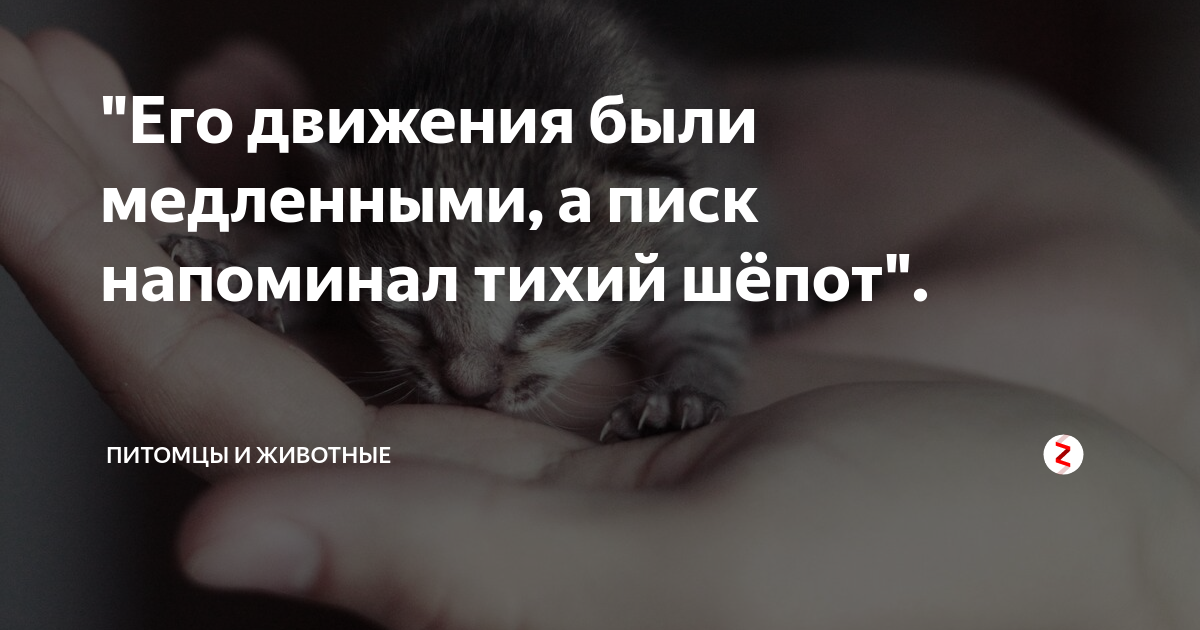 Доверие кота. Кого-то мне это напоминает. Уважаемые родители хотим напомнить что. Напоминай потише. Рассвет стихи цитаты.