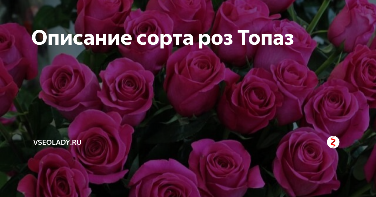 Роза сорт топаз фото и описание