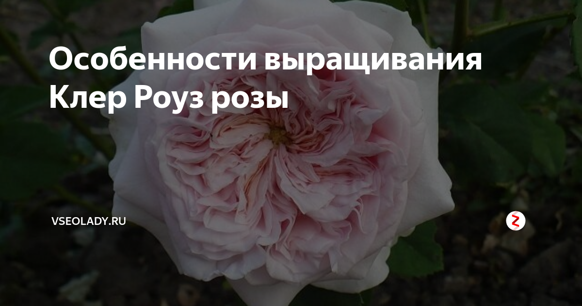 Роза клер роуз фото и описание отзывы - Onnyx.ru