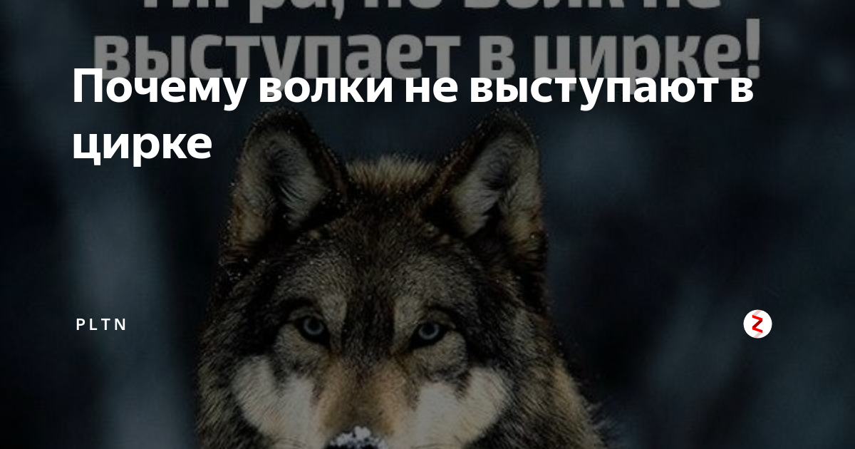 Волк слабее тигра но в цирке