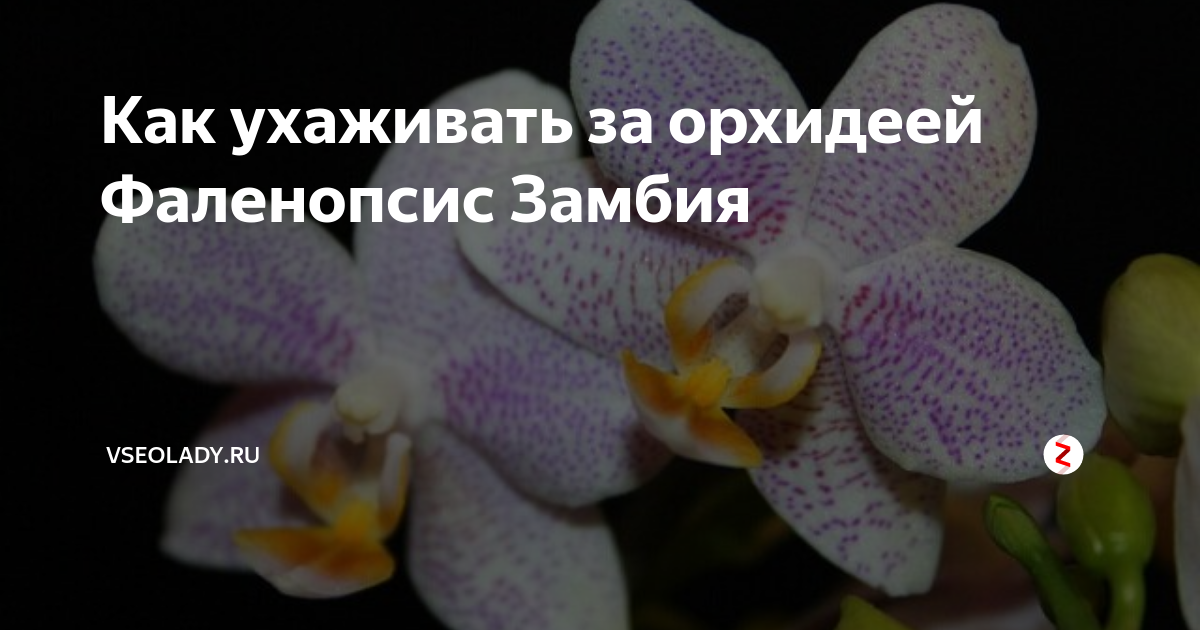 Описание сорта орхидеи Замбия: