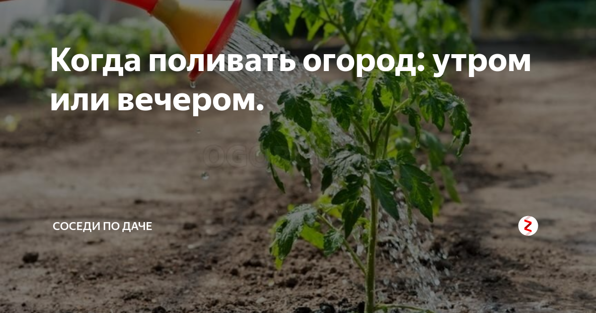 Можно поливать днем в жаркую погоду. Когда лучше поливать огород утром или вечером. Полив помидоров в жару. Поливать огород вечером. Когда поливать помидоры утром или вечером.