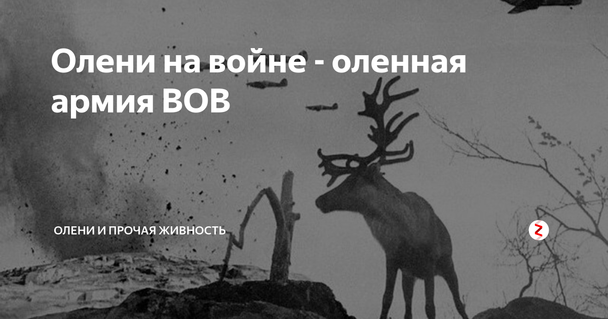 Символ дикого оленя вов. Олененок на войне. Животные на Великой Отечественной войне олени памятник. Плакатом про войну оленей и людей (май 2020).. Вова олень