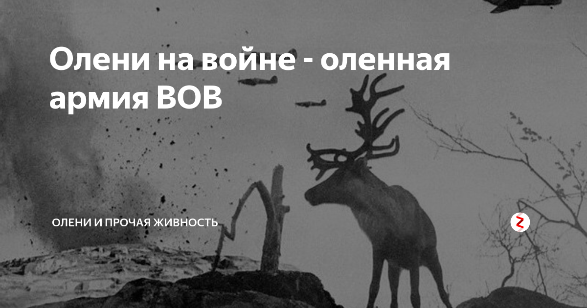 Символ дикого оленя вов. Олененок на войне. Животные на Великой Отечественной войне олени памятник. Плакатом про войну оленей и людей (май 2020).. Вова олень.