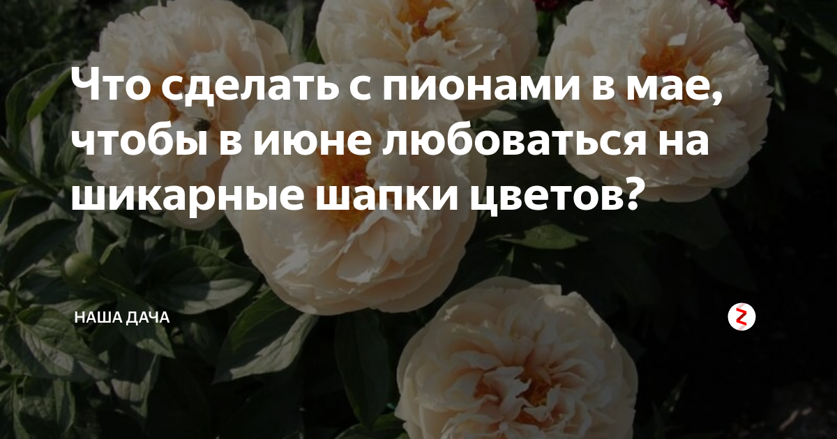 Что делать с пионами купленными в феврале. Замерзли пионы в мае что делать.