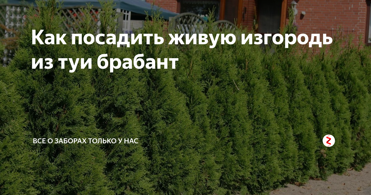 Схема посадки туи брабант для живой изгороди