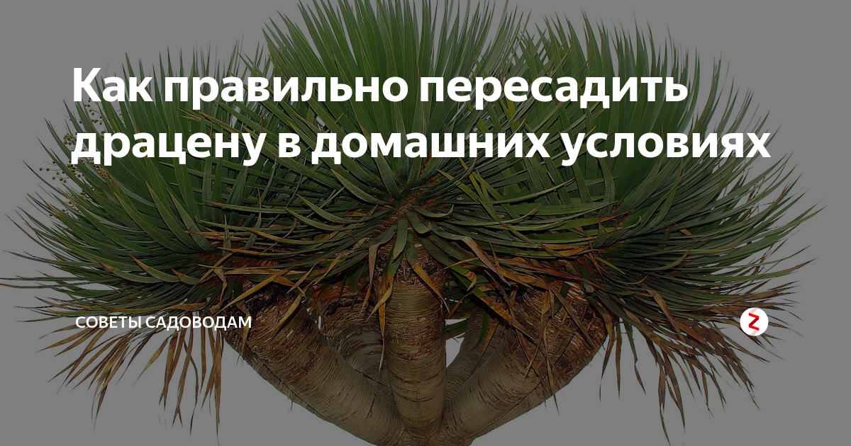 Как ухаживать за драценой в домашних условиях - Блог The Plant