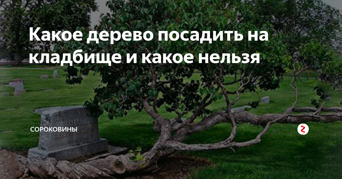 Деревья посадить на кладбище. Какие деревья сажают на кладбище. Какое дерево посадить на кладбище. Саженцы на могилу. Какие деревья лучше сажать на кладбище.