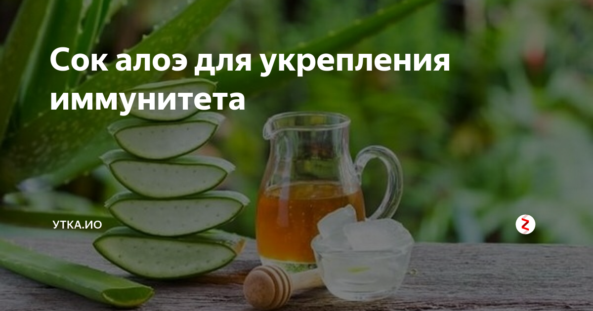 Алоэ для иммунитета. Алоэ гарипензис. Каша из алоэ. Алоэ для иммунитета. Алоэ для иммунитета.