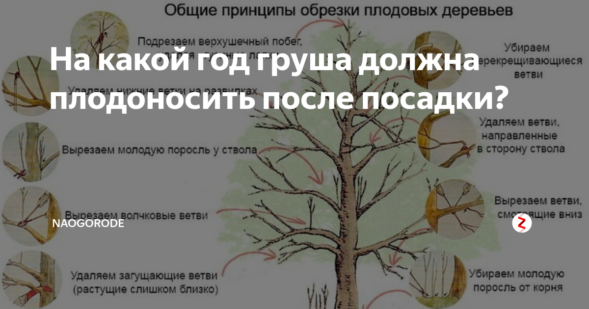 Через сколько плодоносит груша. Принципы обрезки плодовых деревьев. На какой год плодоносит груша. Принципы обрезки плодовых деревьев схема. Обрезка плодовых деревьев на плодоношение.