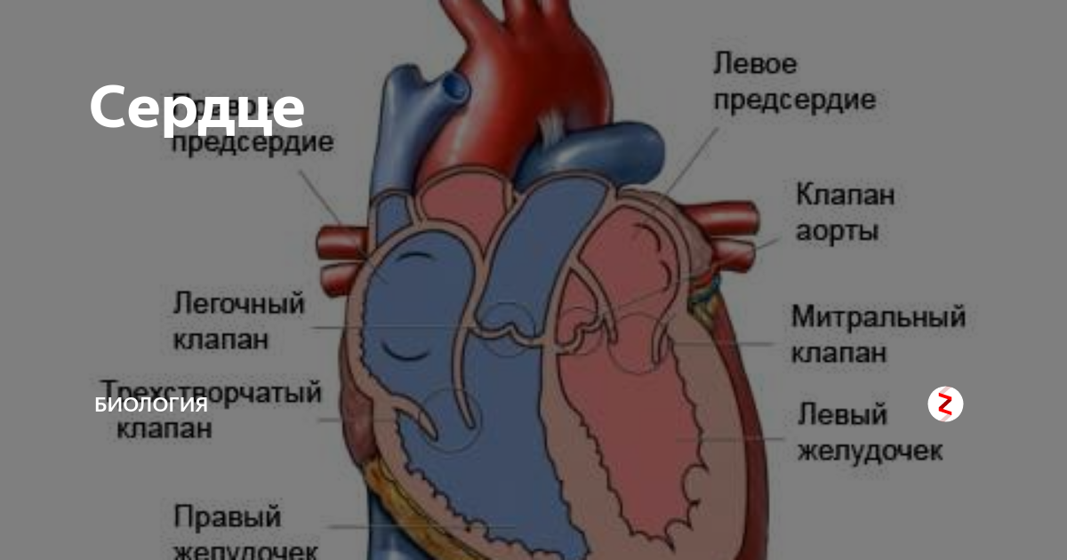 Внутри околосердечной сумки находится