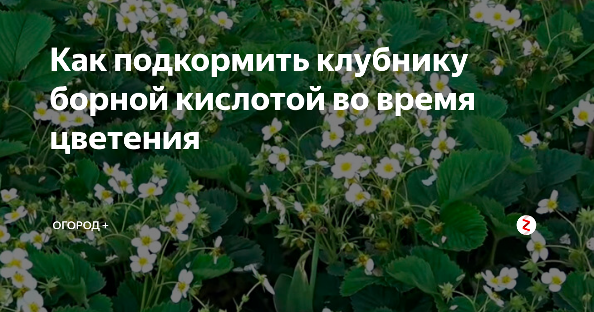 Борная кислота удобрение для клубники. Удобряем клубнику борной кислотой. Борная кислота для опрыскивания клубники. Подкормка клубники борной кислотой.