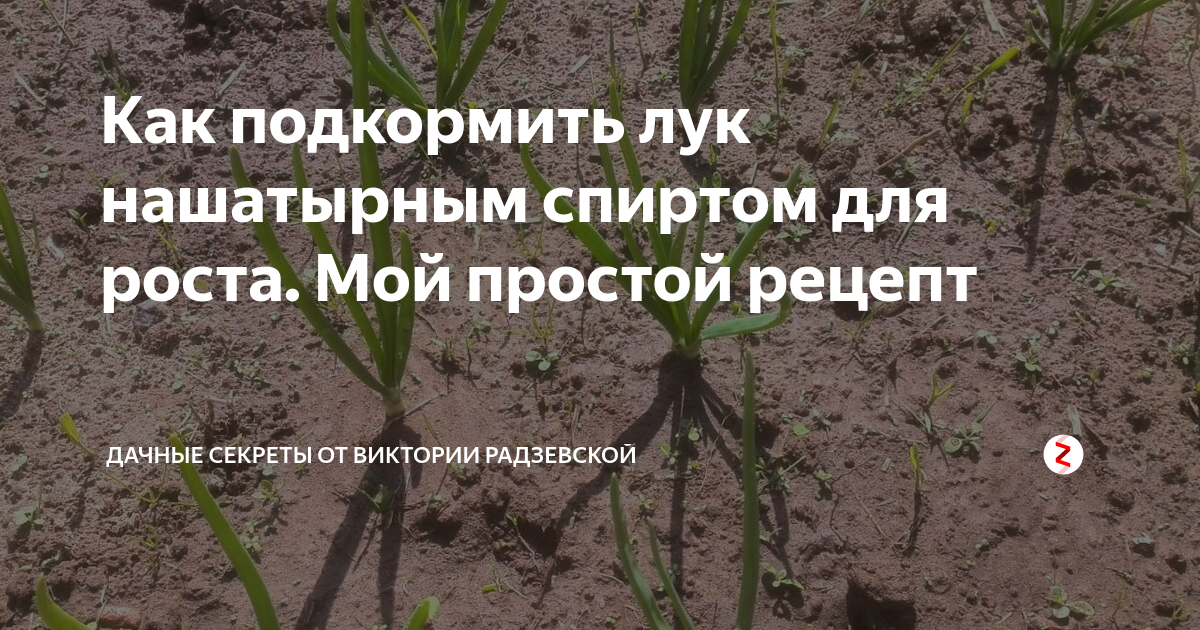 Можно ли полить лук аммиаком. Лук полив нашатырем