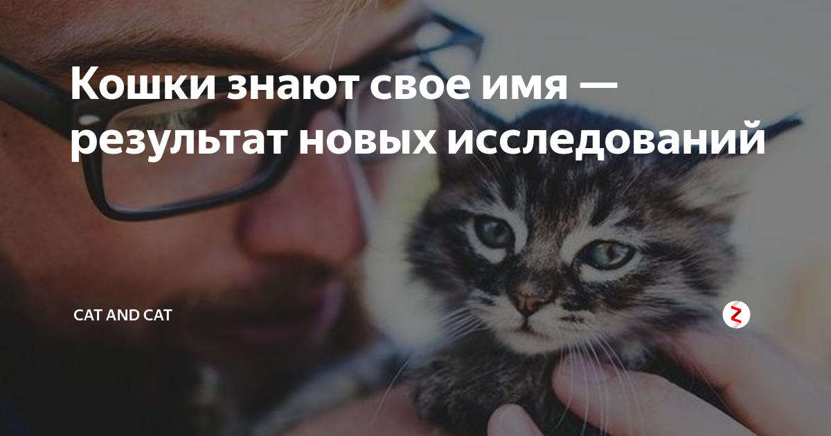 Имеют ли кошки индивидуальные имена?