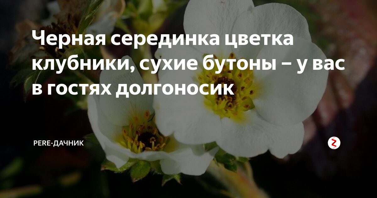 Завязи клубники чернеют. Цветы клубники с черными серединками. Почернела серединка цветка клубники.
