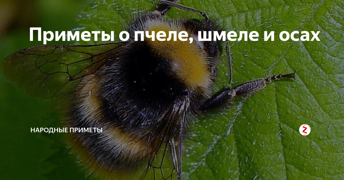 Шмель примета. Приметы про пчел. Приметы залетел Шмель Шмель. Народные приметы о пчёлах. Оса примета