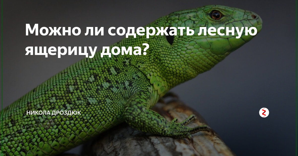 На попугая напала кошка! Что делать?