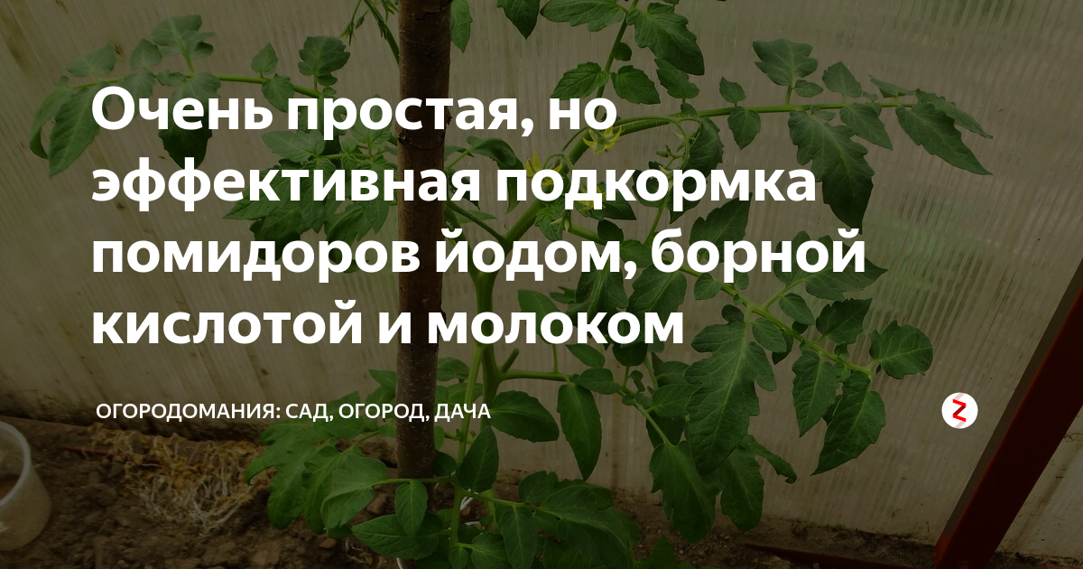 Обработка помидоров от фитофторы йодом. Подкормка томатов борной кислотой и йодом и молоком. Подкормка помидор борной кислотой и йодом. Подкормка помидор борной кислотой. Подкормка помидор йодом и молоком.