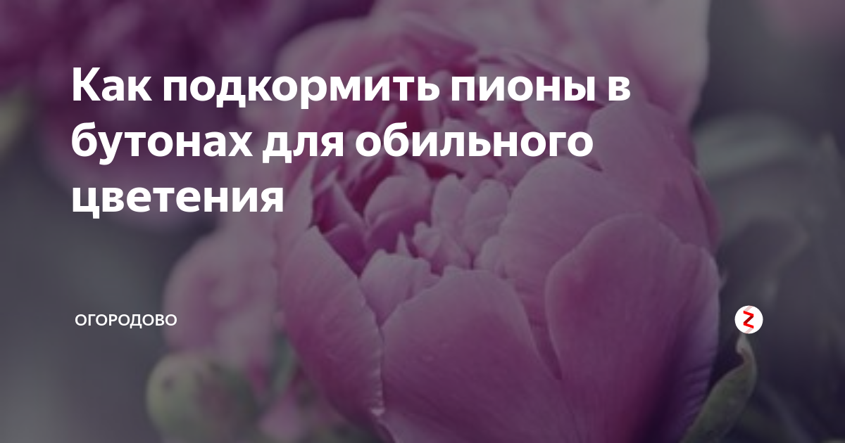 Как подкормить пионы в бутонах для обильного цветения | ОГОРОДОВО | Дзен