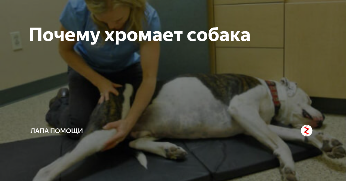 Опухоль на задней лапе у собаки. Собака хромает на переднюю лапу без видимых. Собака хромает на заднюю лапу. Собака хромает на переднюю лапу без видимых. Собака хромает на переднюю лапу без видимых.