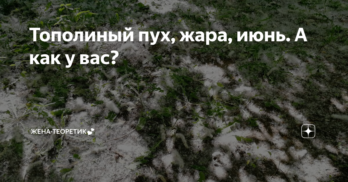 Тополиный пух жара слушать. Тополиный пух жара июнь. Тополиный пух прикол. Тополиный пух приколы июнь. Тополиный пух жара июнь прикол.