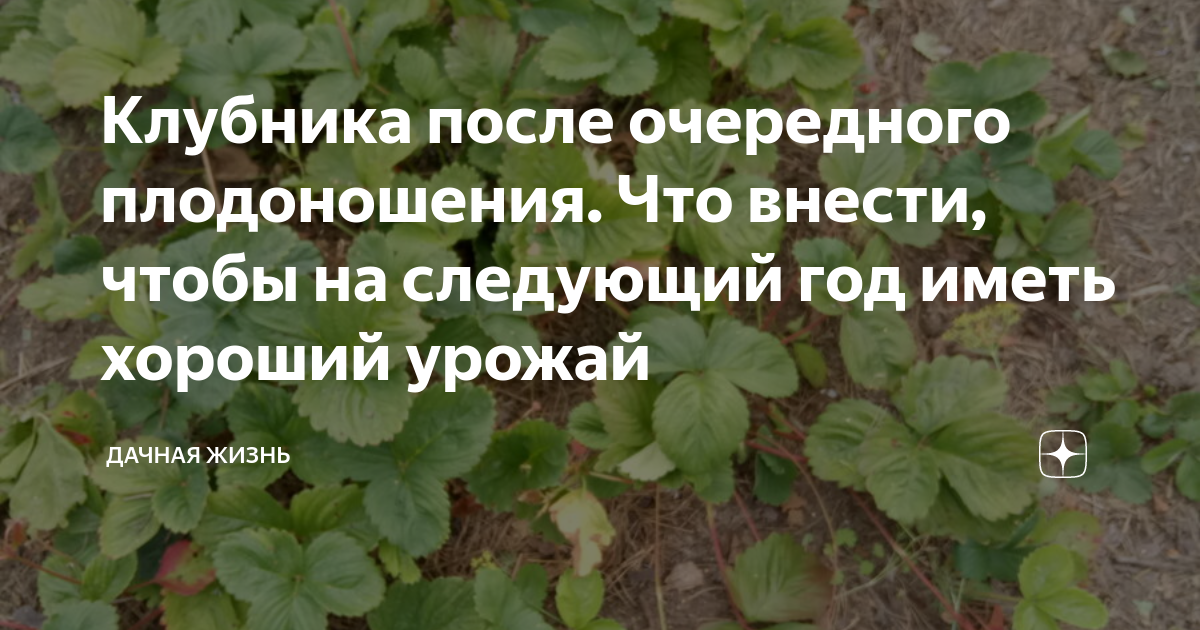 Полив клубники во время плодоношения. Обработка клубники после плодоношения. Подкормка клубники после плодоношения. Подкормка клубники весной для большого урожая. Обработка клубники после сбора урожая в июле.