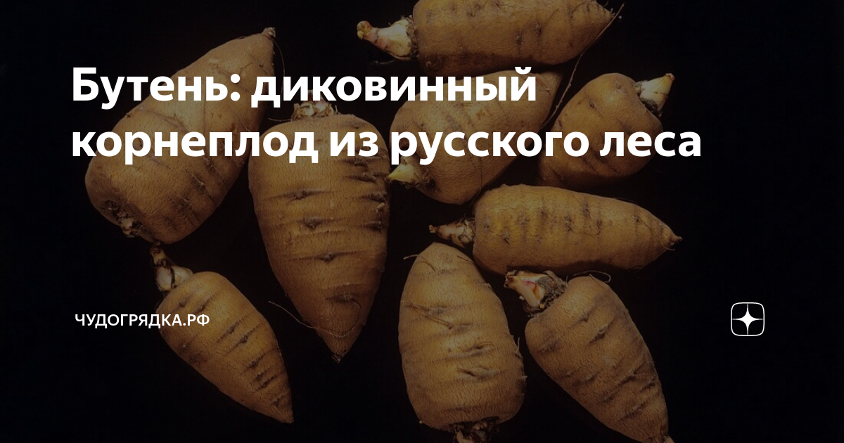 Бутень: диковинный корнеплод из русского леса | Чудогрядка.рф | Дзен