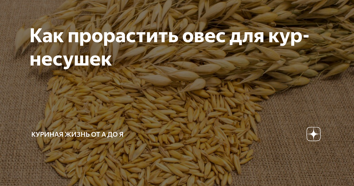 Как выращивать микрозелень на гидропонике и в грунте? Давайте разбираться!