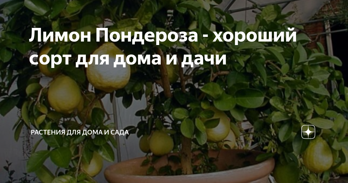 Лимон Пондероза - хороший сорт для дома и дачи | Растения для дома и ...