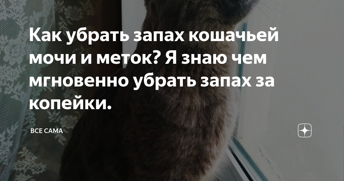 как убрать запах кошачьей мочи из ковра