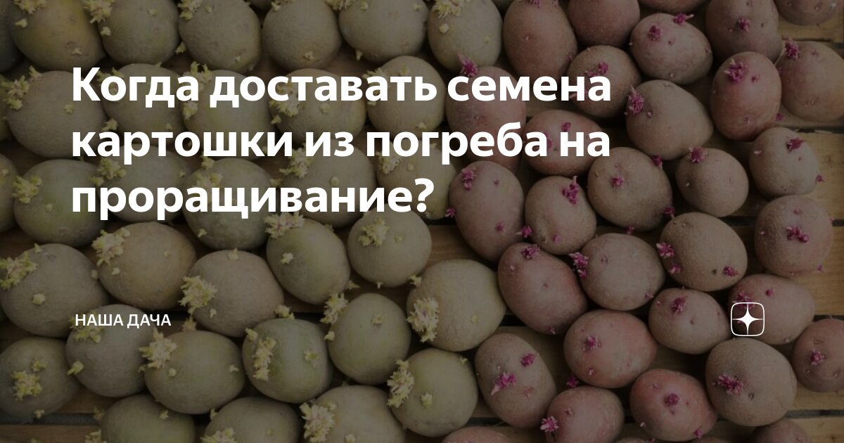 Когда доставать семенной картофель из погреба для проращивания. Методы протравливания семенного картофеля. Когда сажать семена картошки. Подготовка к посадке семена картофеля оборудование.