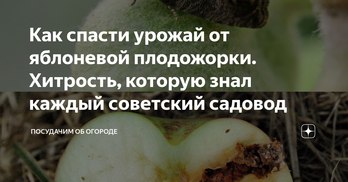 Схпк битимский первоуральск. Хлопковые плантации вид сверху. Урожай в россии. Сельское хозяйство чувашии. Плантация хлопка.