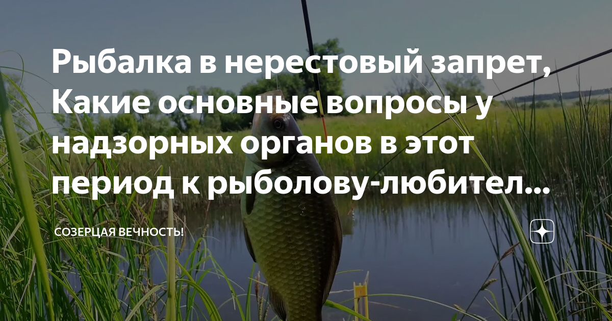 Нерестовый запрет 2024 рязанская область. Нерестовый запрет. Сроки нерестового запрета. Нерестовый запрет контроль. Махачкала нерестовый запрет.