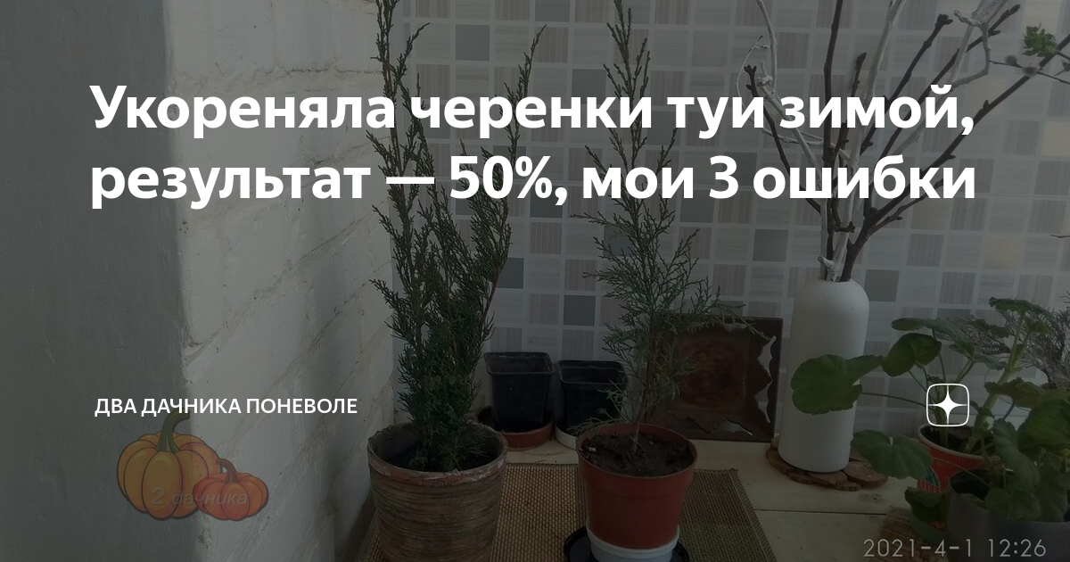 Укореняла черенки туи зимой, результат — 50%, мои 3 ошибки | Два ...