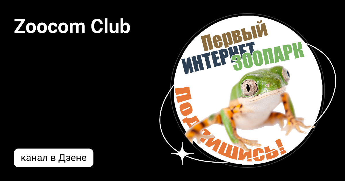 Zoocom Club | Дзен