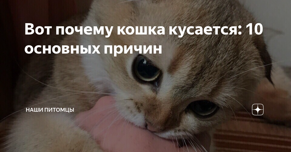 Кошка кусается – причины, что с этим делать - Заповедник