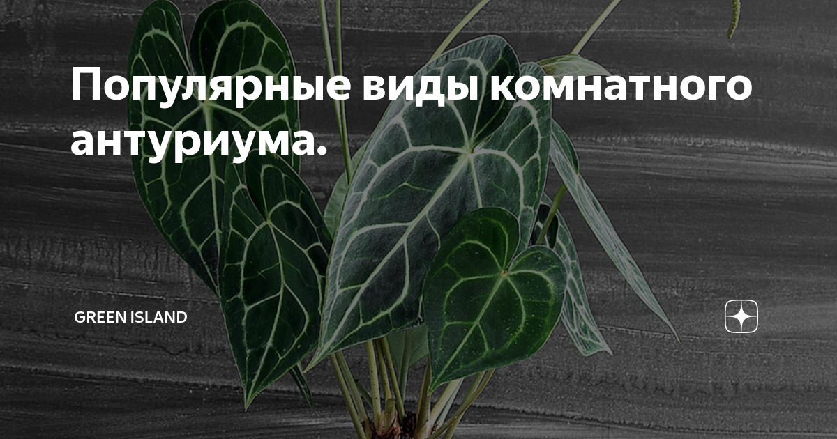Популярные виды комнатного антуриума. | Green Island 🪴 | Дзен