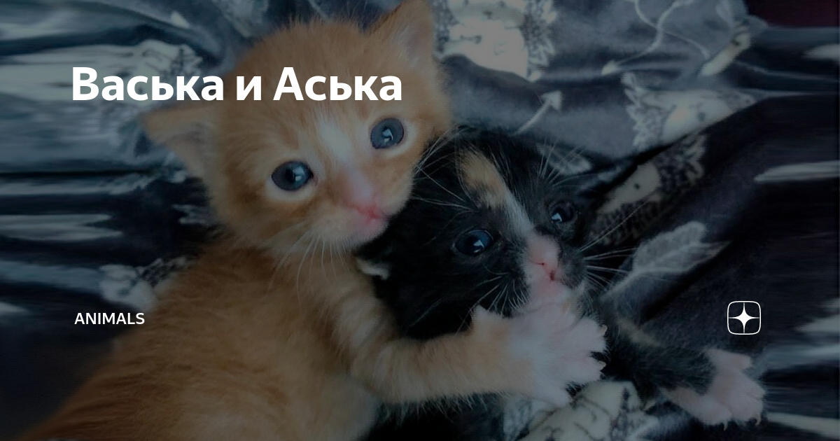 Васька и Аська | Animals | Дзен