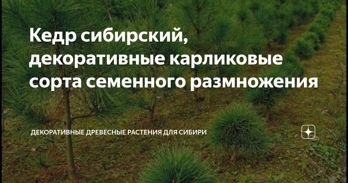 Кедр сибирский, декоративные карликовые сорта семенного размножения ...