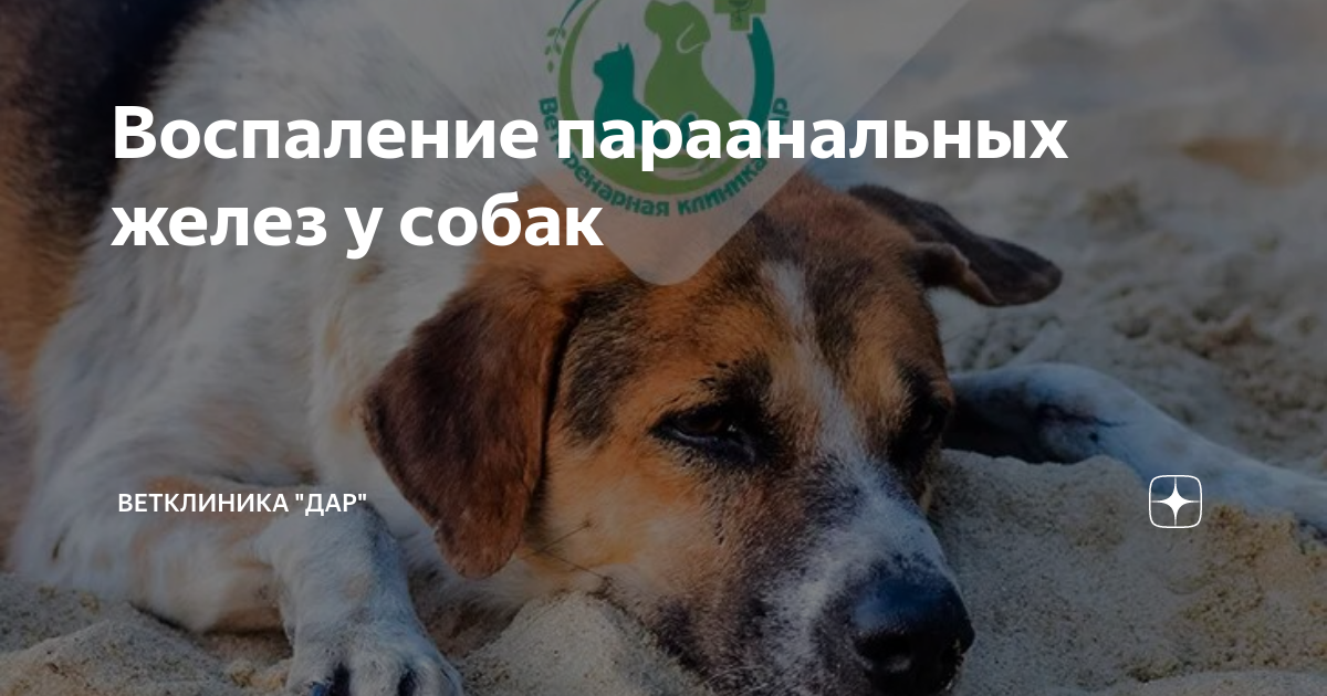 Параанальные железы: интимная гигиена у собак