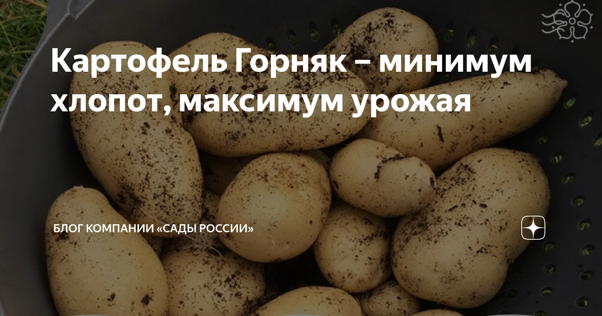 ТОП сортов картофеля для пюре, жарки, супов и салатов НПО "Сады России" - когда 