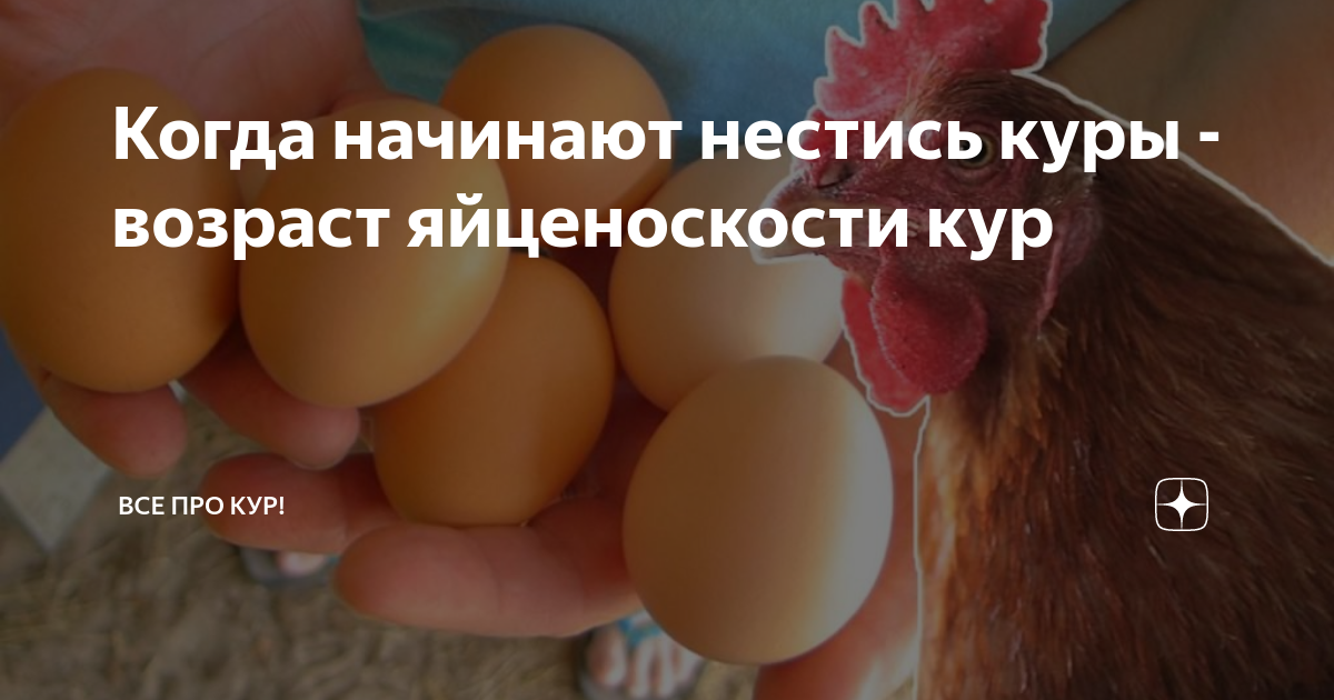 Куры несушки сколько несут яйца. Куры Возраст яйценоскости. Возраст курицы несушки для яиц. Несушки когда начинают нестись.