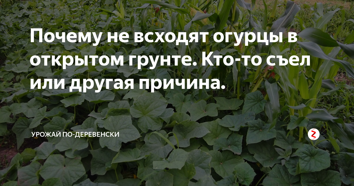 Через сколько дней должны взойти огурцы. Огурцы только что взошедшее фото. Как всходят огурцы из семян в открытом грунте. Огурцы как восходят всходят из семян. Огурчики только взошли и на некоторых белые листочки.