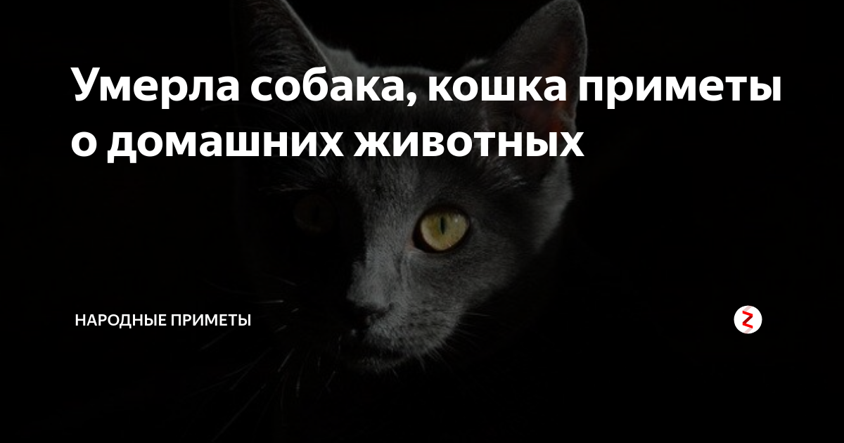 «Почему у меня постоянно умирают животные?» — Яндекс Кью