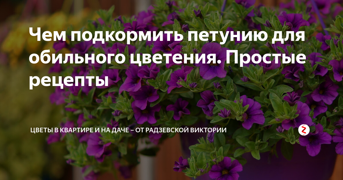 Чем подкармливать петунию в кашпо. Удобрение для петуний. Чем подкормить петунию для обильного цветения. Подкормка для петунии для обильного цветения. Подкормка для петуний для роста и цветения
