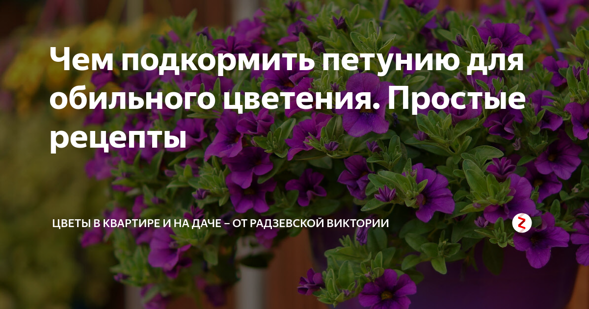 Чем удобрить петунию для пышного цветения. Удобрение для петуний. Чем подкормить петунию для обильного цветения. Подкормка для петунии для обильного цветения. Подкормка для петуний для роста и цветения.