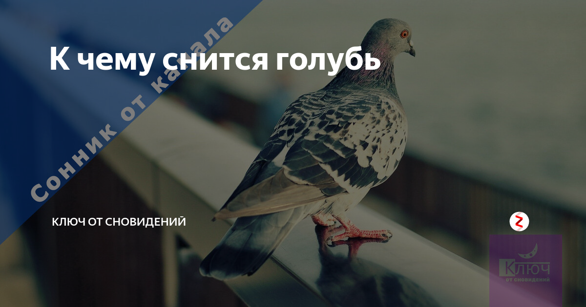 Голубь в квартире. Голуби и голубеводы факты. К чему снится голубь бегущий по дороге. Сон голубь в комнате. Голуби на окна.