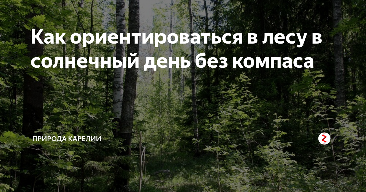 ориентирование в лесу без компаса