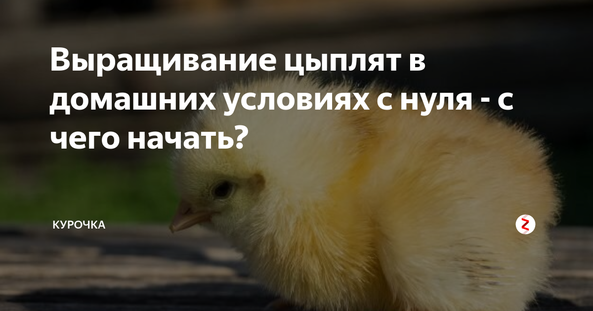 Выращивание цыплят в домашних условиях с нуля - с чего начать?