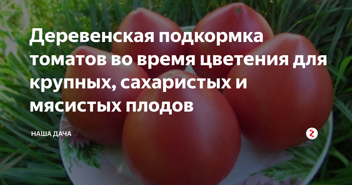 Чем удобрить помидоры при цветении. Томат мясистый сахаристый. Томаты мясистые сахаристые сорта ведро. Мясистый сахаристый томат отзывы. Томат красавец мясистый.